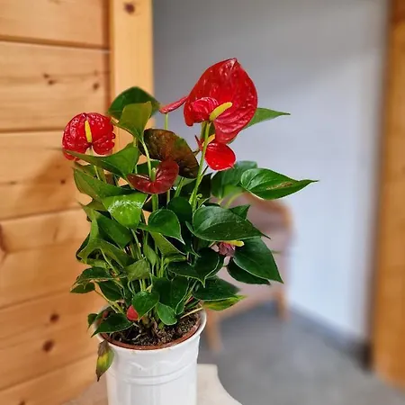 Ferien Vom Ich, Bayerischer Wald, & Restaurant